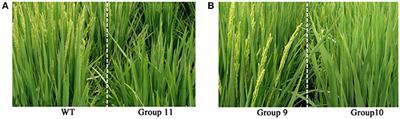 Laser Irradiation-Induced DNA Methylation Changes Are Heritable and Accompanied with Transpositional Activation of mPing in Rice